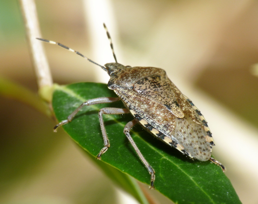 Pentatomidae: Rhaphigaster nebulosa di Livorno